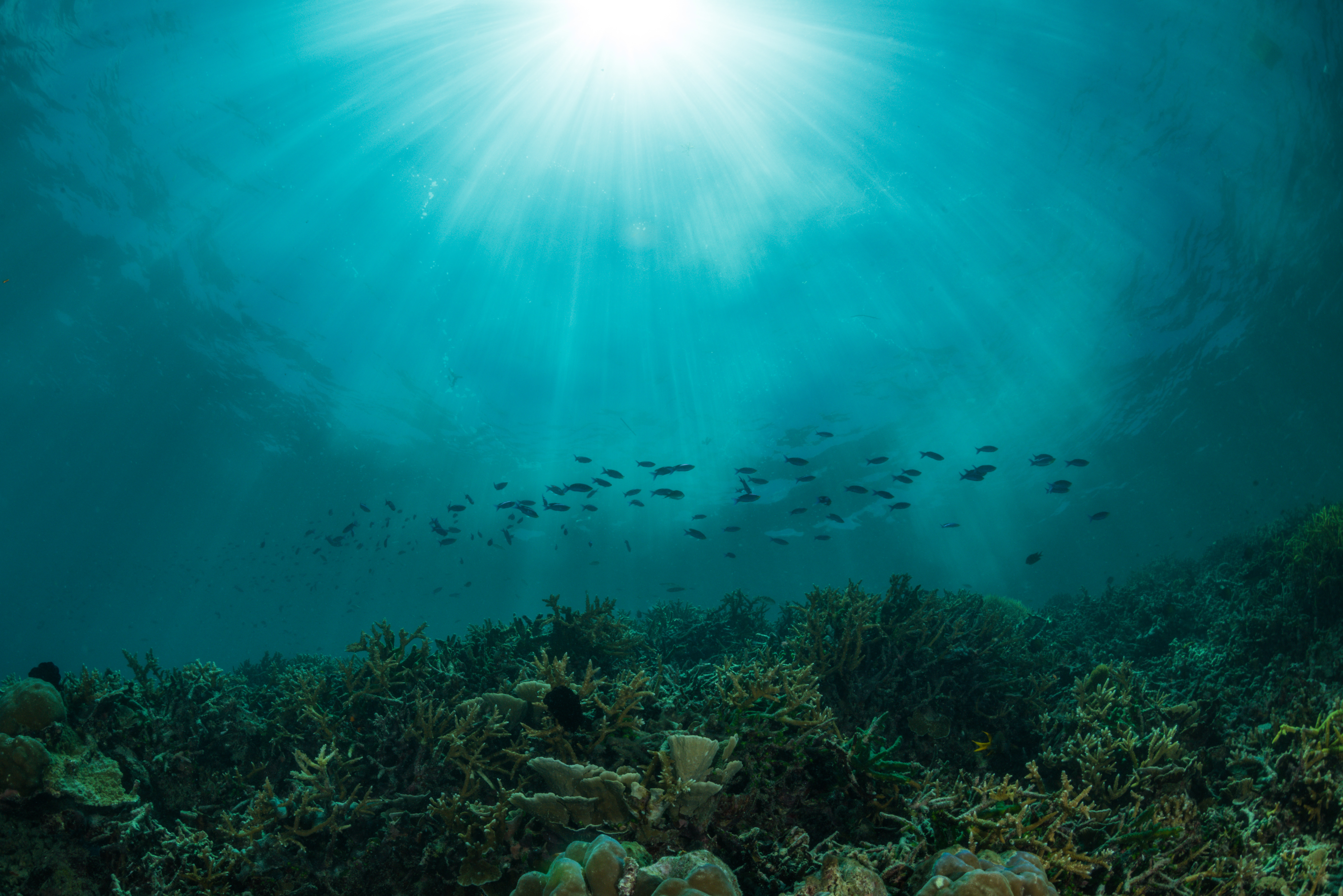 UK Ratifies High Seas Treaty to Protect Oceans