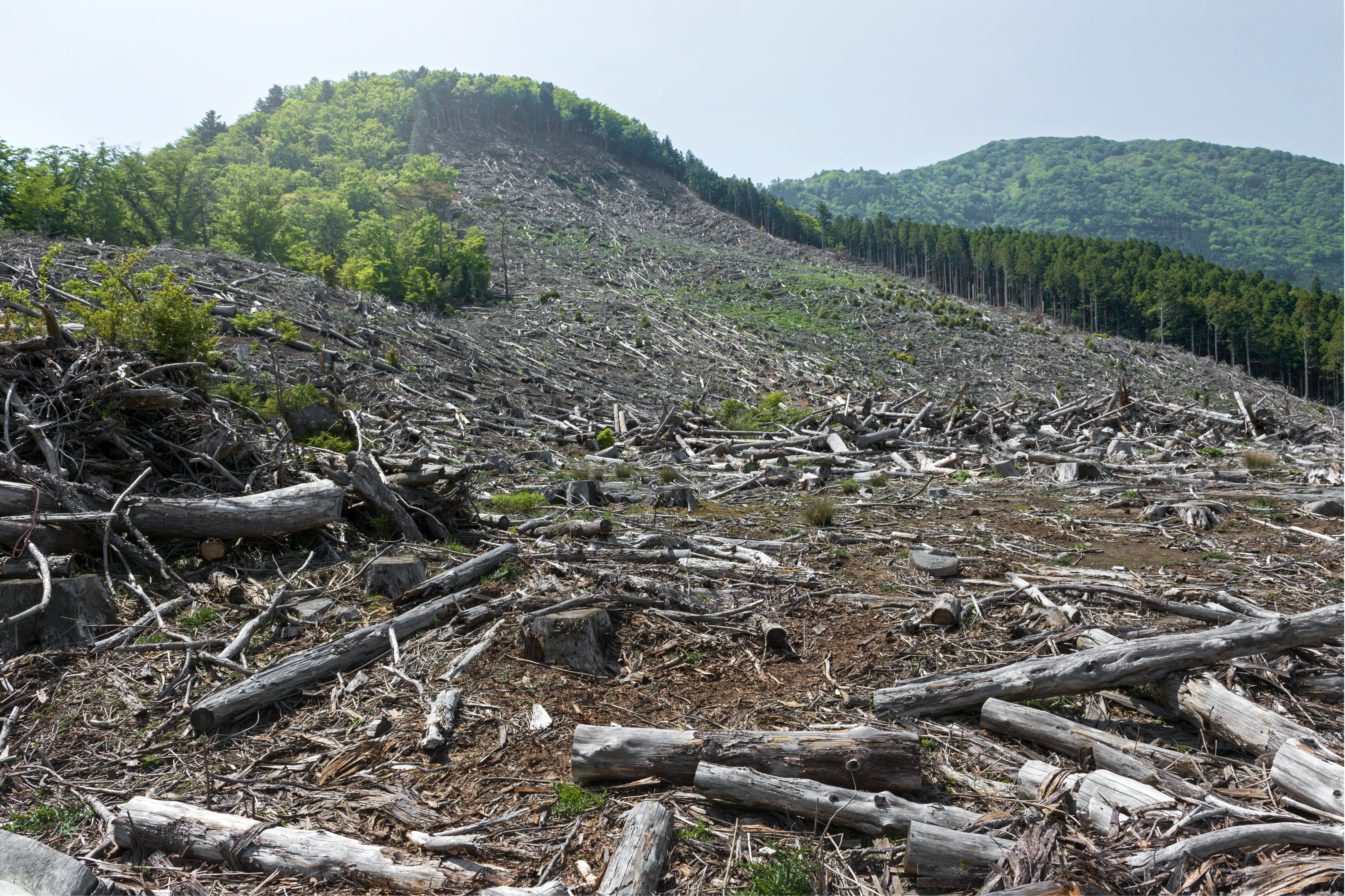 Business giants call for financial reforms to halt nature degradation