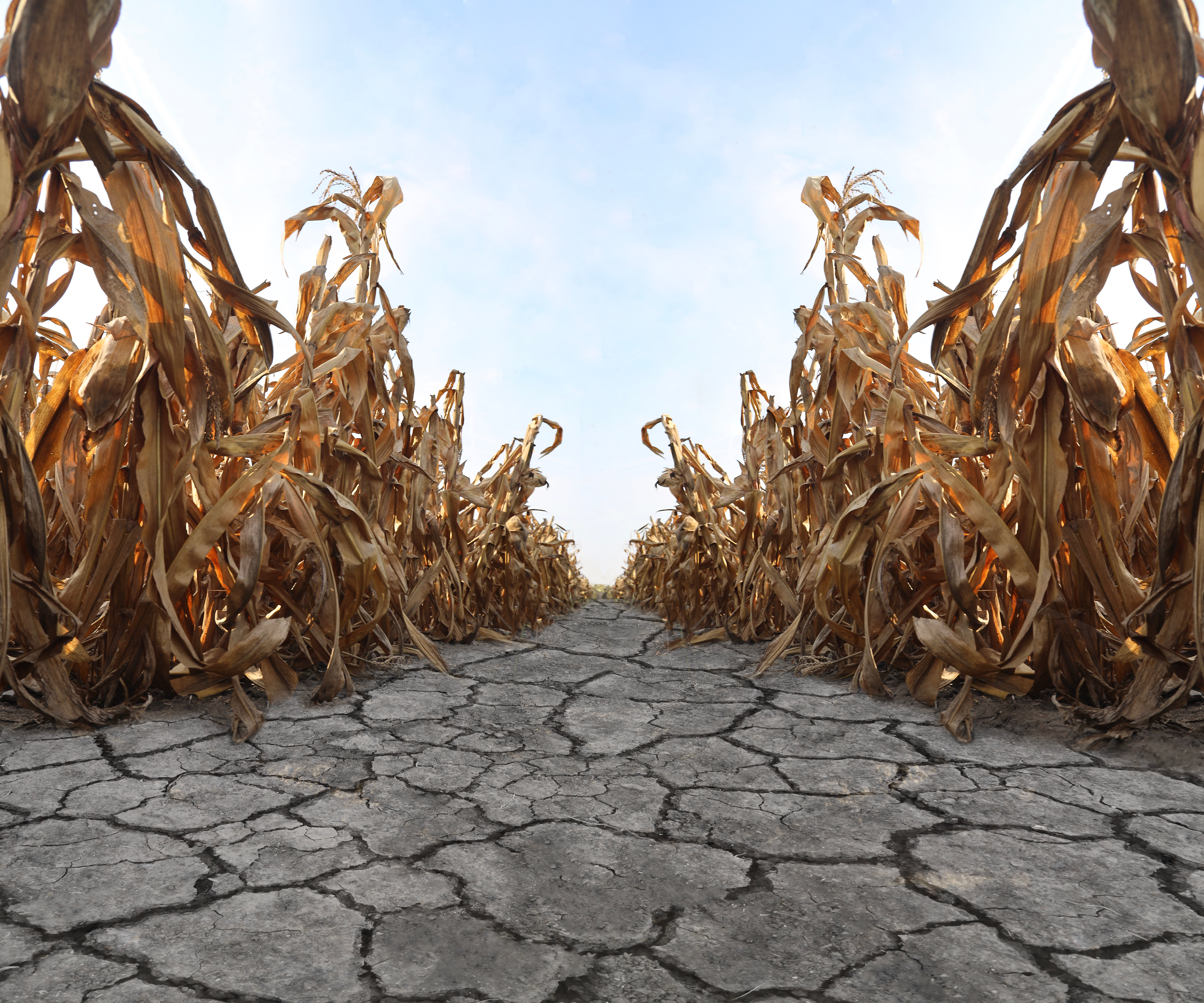 Extreme summer weather drives England’s worst cereal and oilseed harvest on record