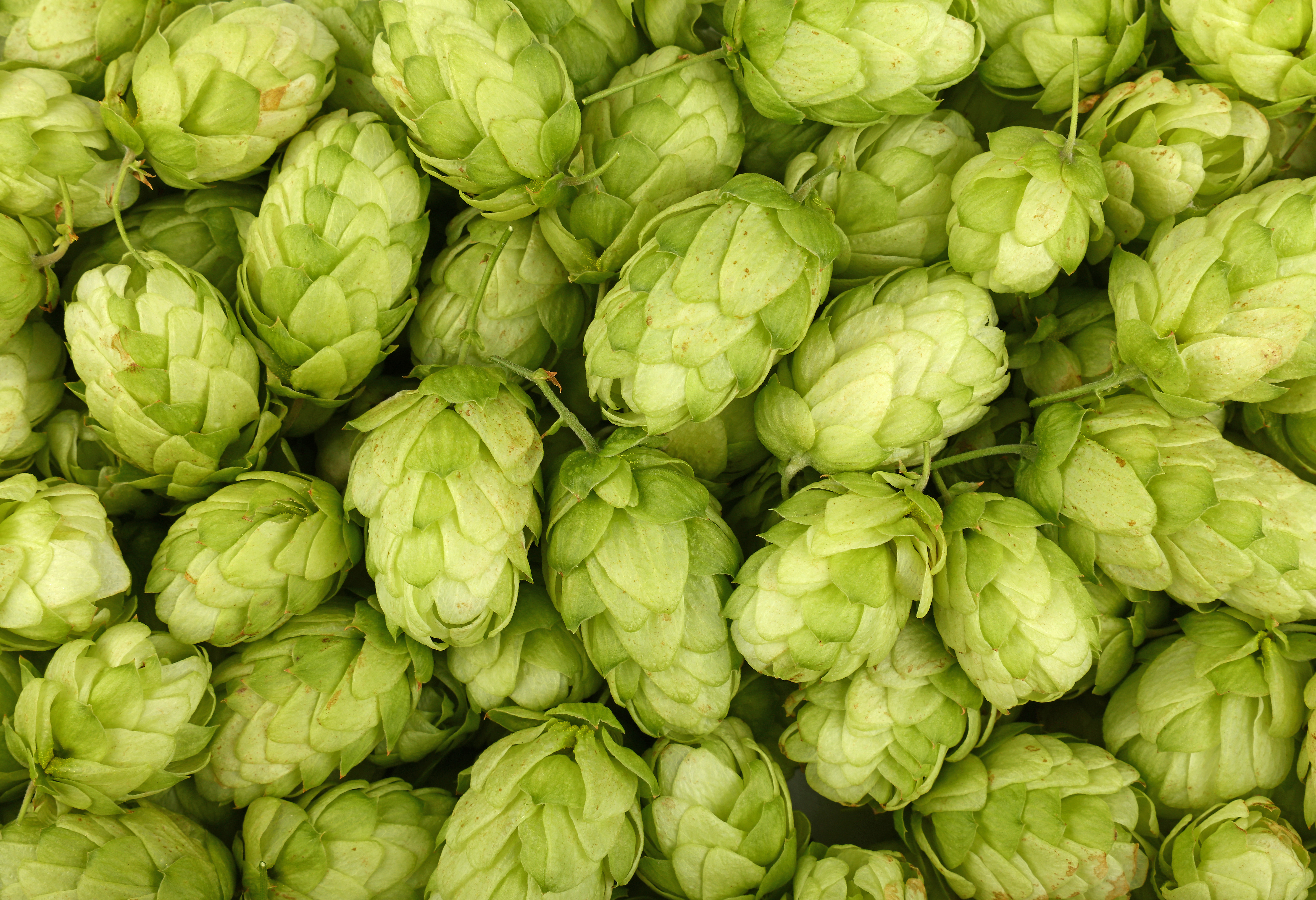 Growing a resilient future for British hops