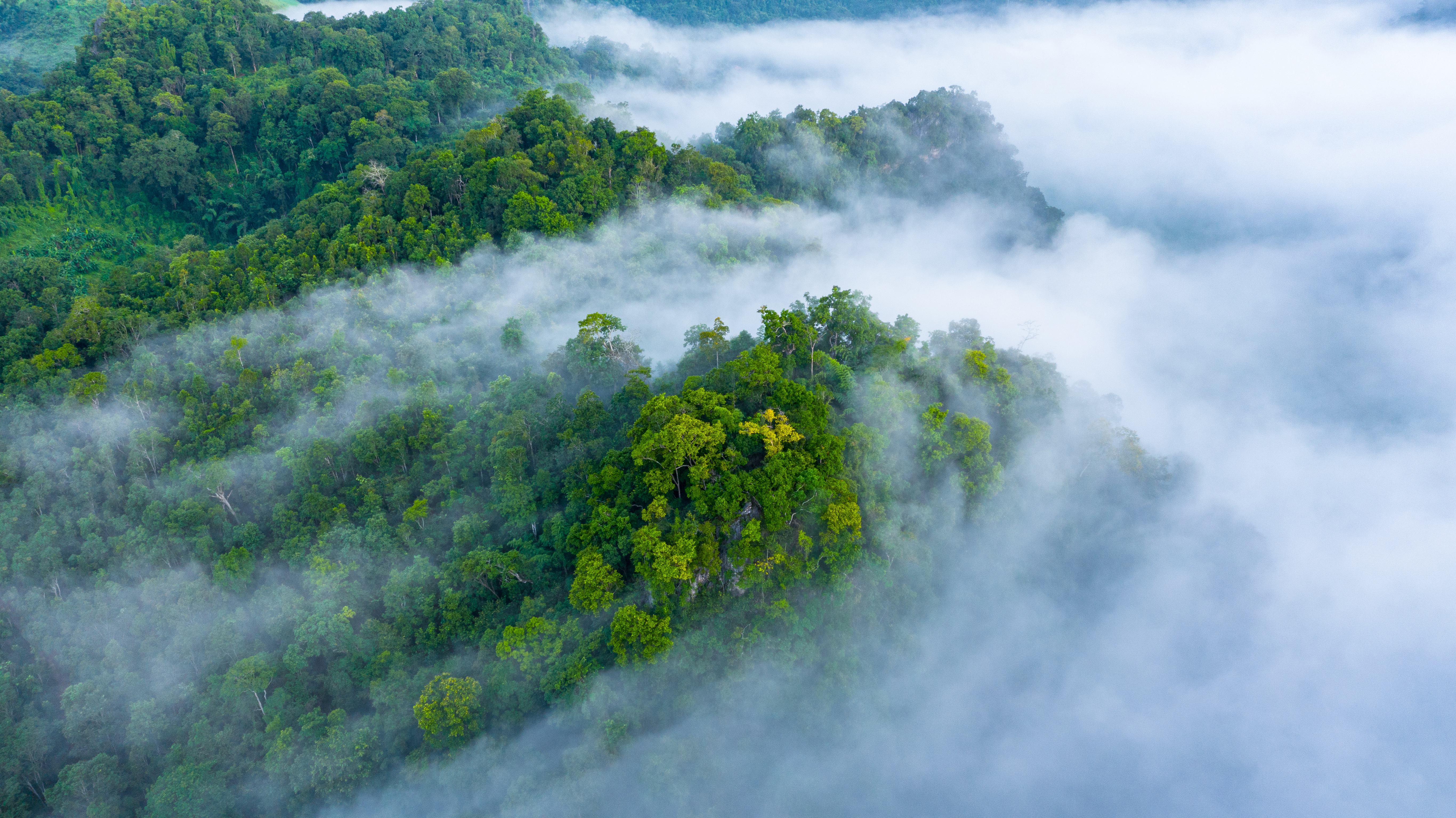 Amazon deforestation alerts reach record lows