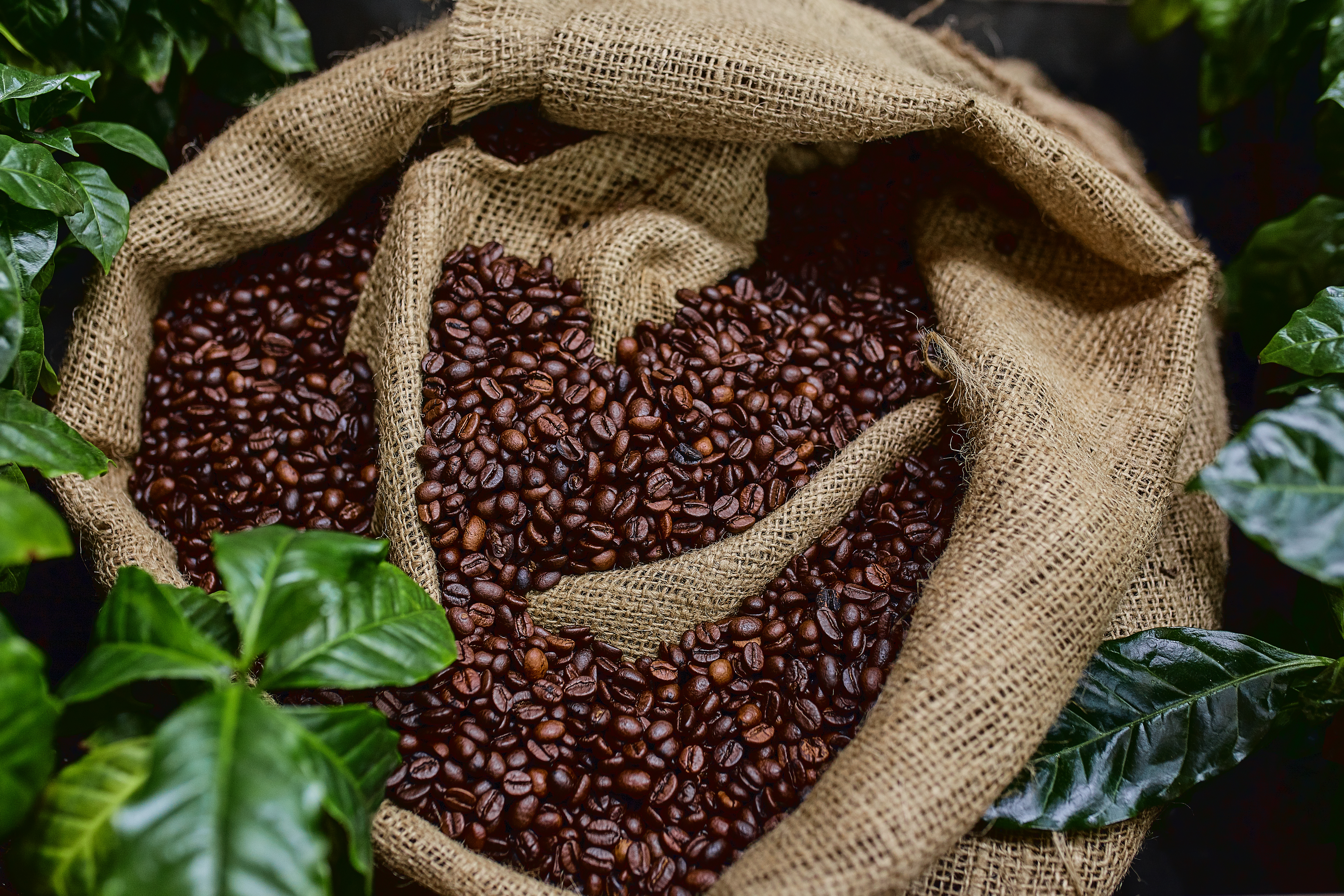 Coffee giants team up to map and avoid supply chain deforestation