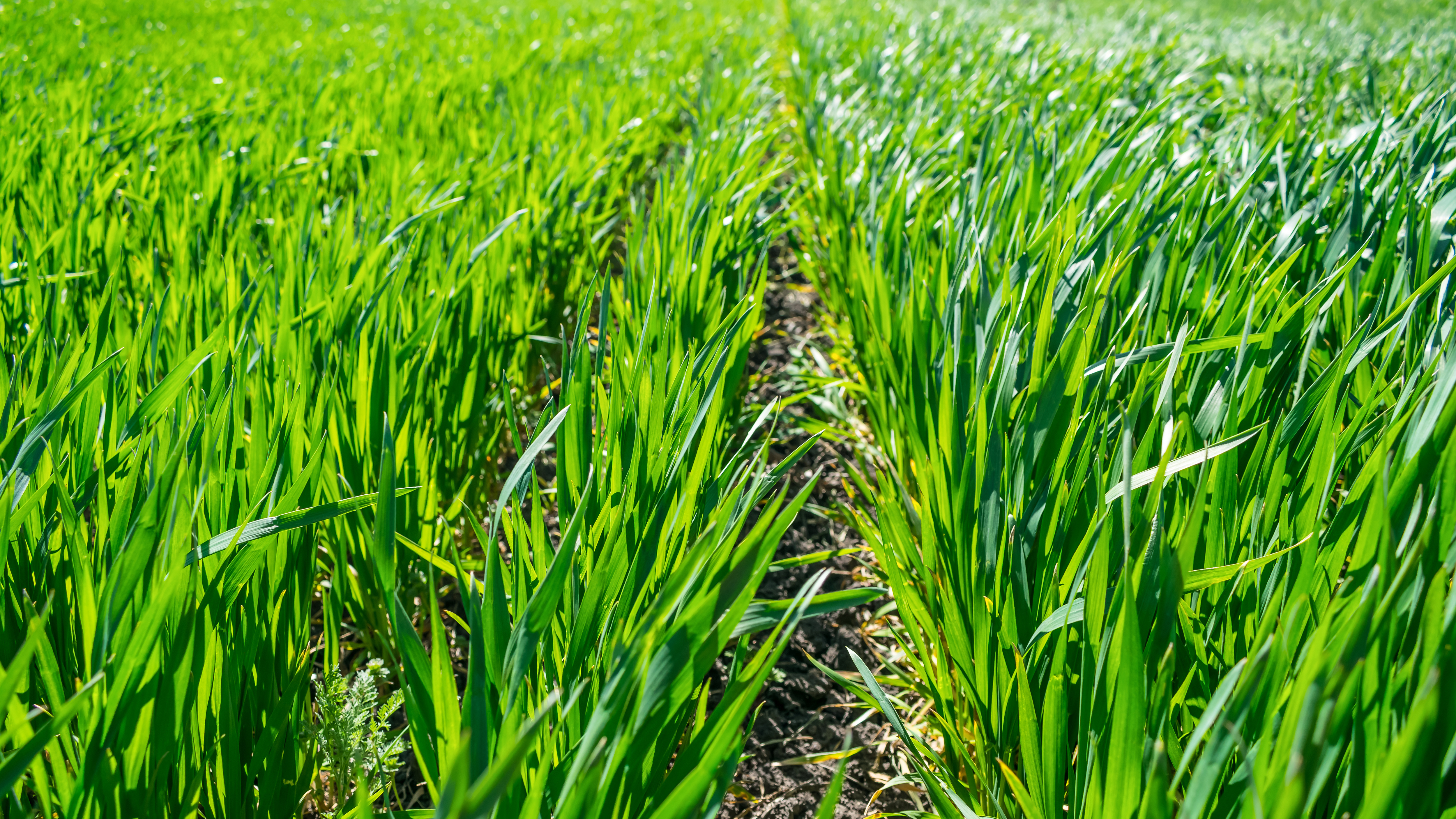 Why regenerative agriculture is becoming a strategic priority for corporate climate goals