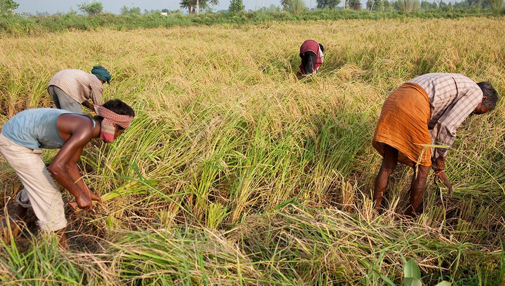Emirates Declaration: Pioneering Climate Action for Sustainable Agriculture - Vimarsana News