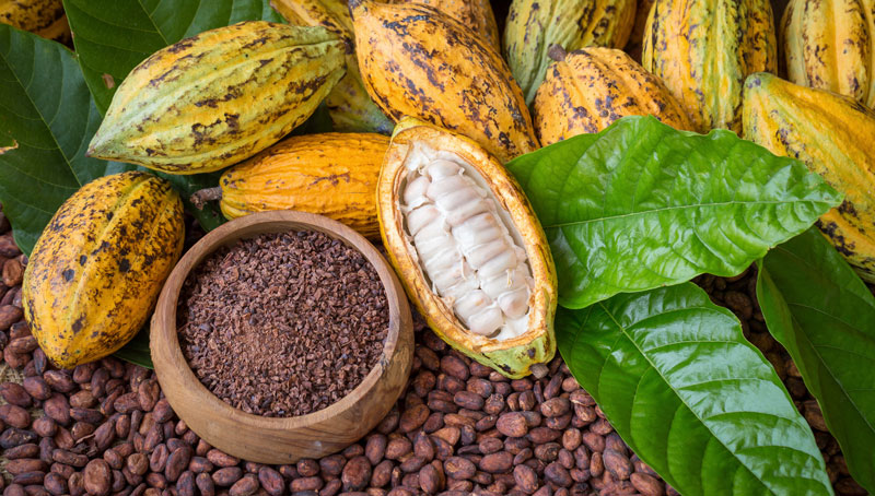 Mars and ofi to collaborate on ‘climate-smart’ cocoa farming