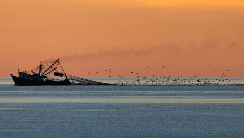 Investors slam seafood giants over weak supply chain transparency