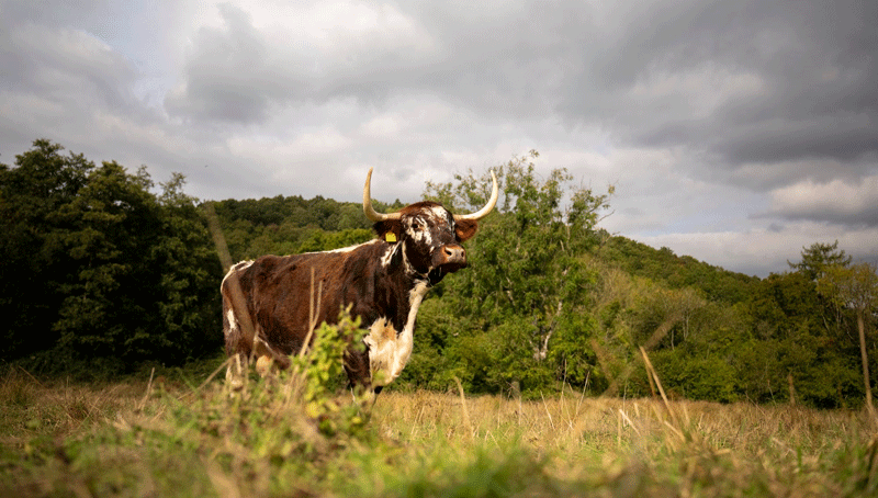 Tesco and Mars post successes with sustainable farming schemes
