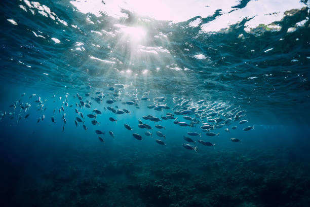 Closing the data gap: disclosure as a calibrated step toward ocean action