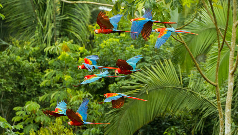 Embedding Biodiversity in Sustainability Strategies: Webinar & Masterclass - Vimarsana News