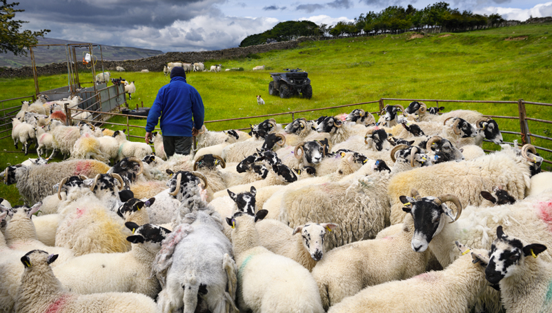 UK Government Limits Green Actions on Farms to Boost Food Security - Vimarsana News