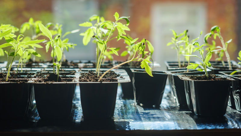 Lords Sound the Alarm Over Lack of Preparation for Sustainable Fruit, Vegetables and Plant Production in the UK - Vimarsana News