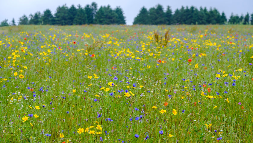 Businesses to Adopt Science-Based Targets for Nature Conservation - Vimarsana News