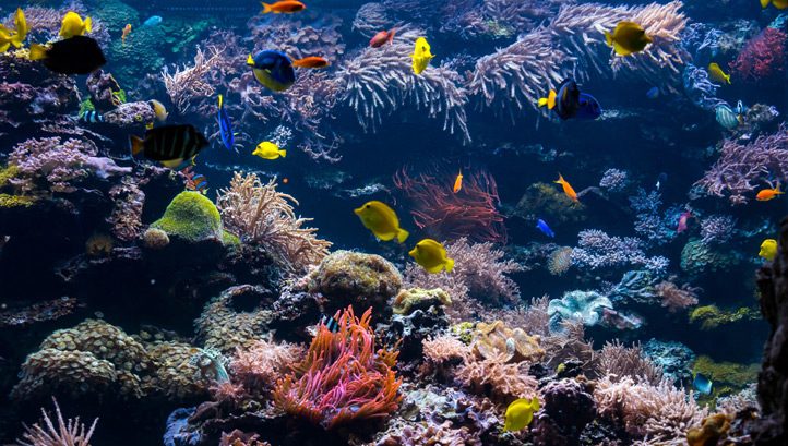 UK publishes biodiversity strategy for Overseas Territories