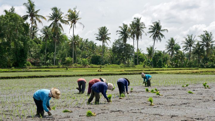 UN FAO Unveils Roadmap for Sustainable Food Sector Amid Concerns - Vimarsana News