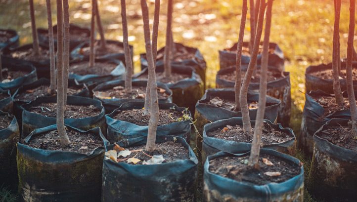 Updated VCMI Claims Code: Harnessing Carbon Credits for Climate Action - Vimarsana News