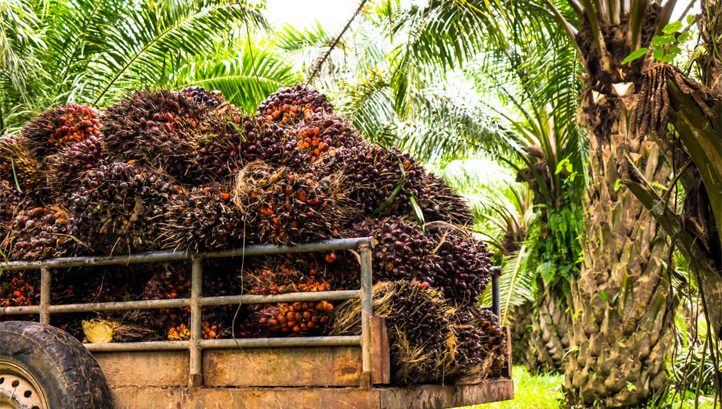 'Little sense of urgency': MPs call for UK to ramp up efforts to combat deforestation - Vimarsana News