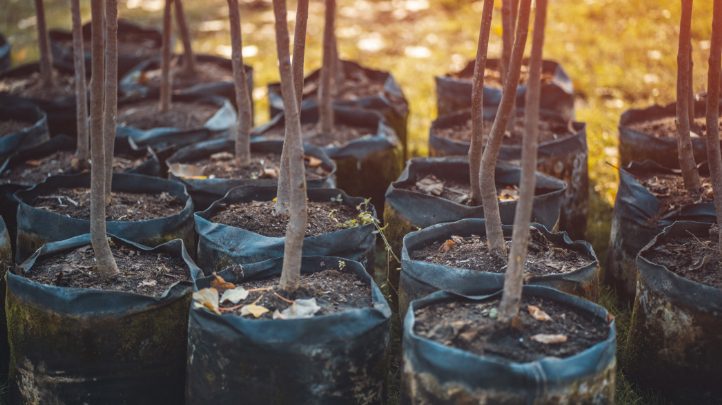 Businesses must do more to accelerate reforestation and biodiversity - Vimarsana News