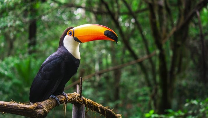 Taskforce's 'Making Nature Markets Work' Report Reveals Risks to Global GDP and Solutions to Combat Nature Loss - Vimarsana News
