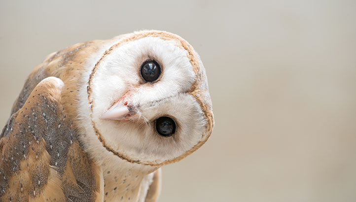 ESG is a way to help birds and the natural world - Vimarsana News